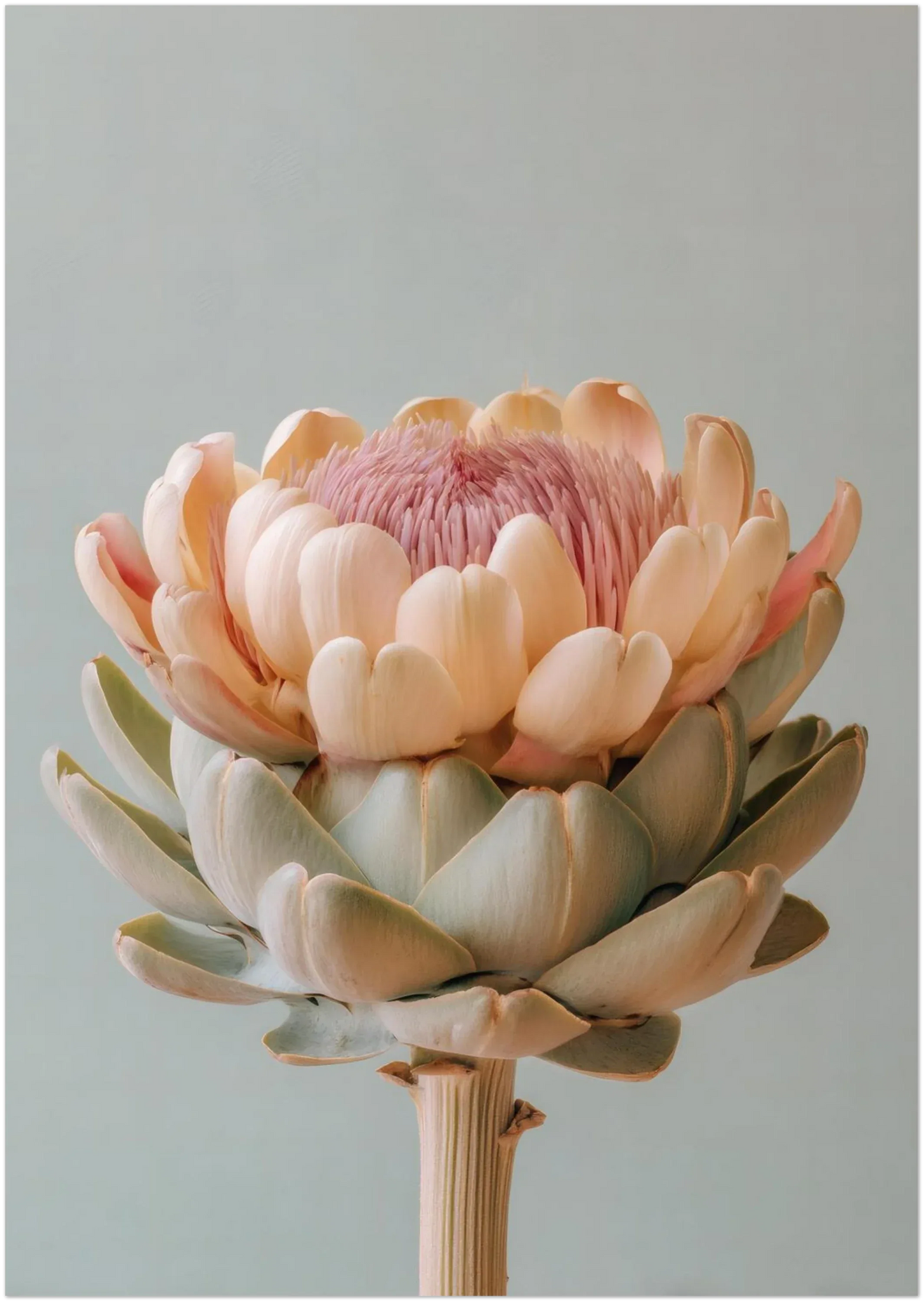 A pastel artichoke wall art print displayed in the A0 size on a clean background to show full artwork cropping and proportions. Soft botanical palette and sleek modern styling.