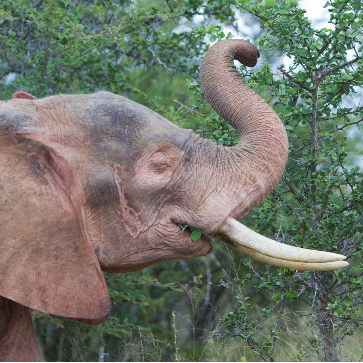 The White Elephant of Thailand