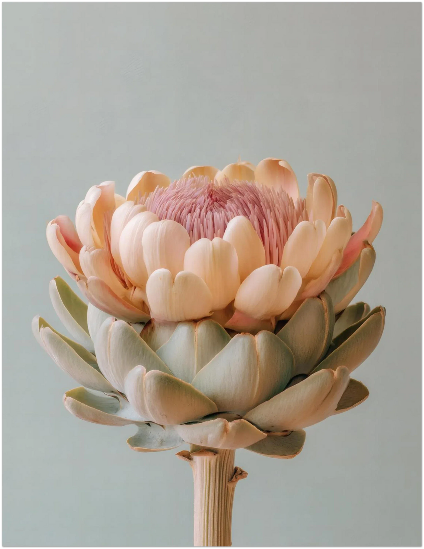 Blush Medina Mediterranean Artichoke Print - CITTRA Collective