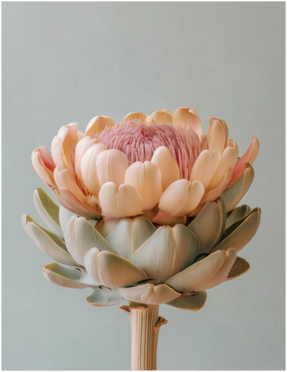 Blush Medina Mediterranean Artichoke Print - CITTRA Collective