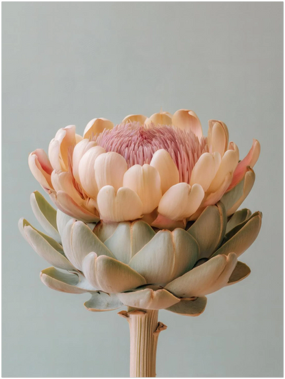 Blush Medina Mediterranean Artichoke Print - CITTRA Collective