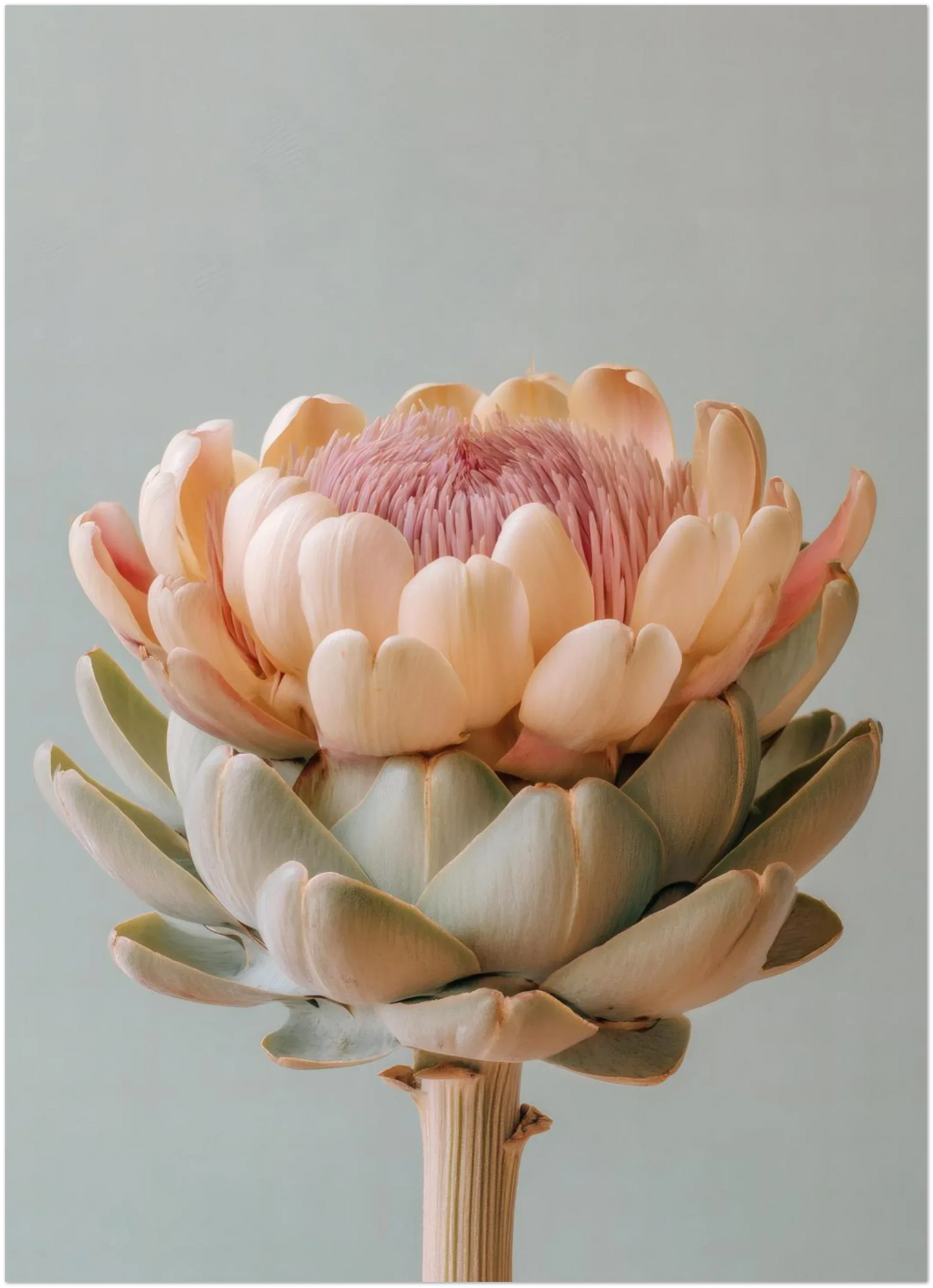 Blush Medina Mediterranean Artichoke Print - CITTRA Collective