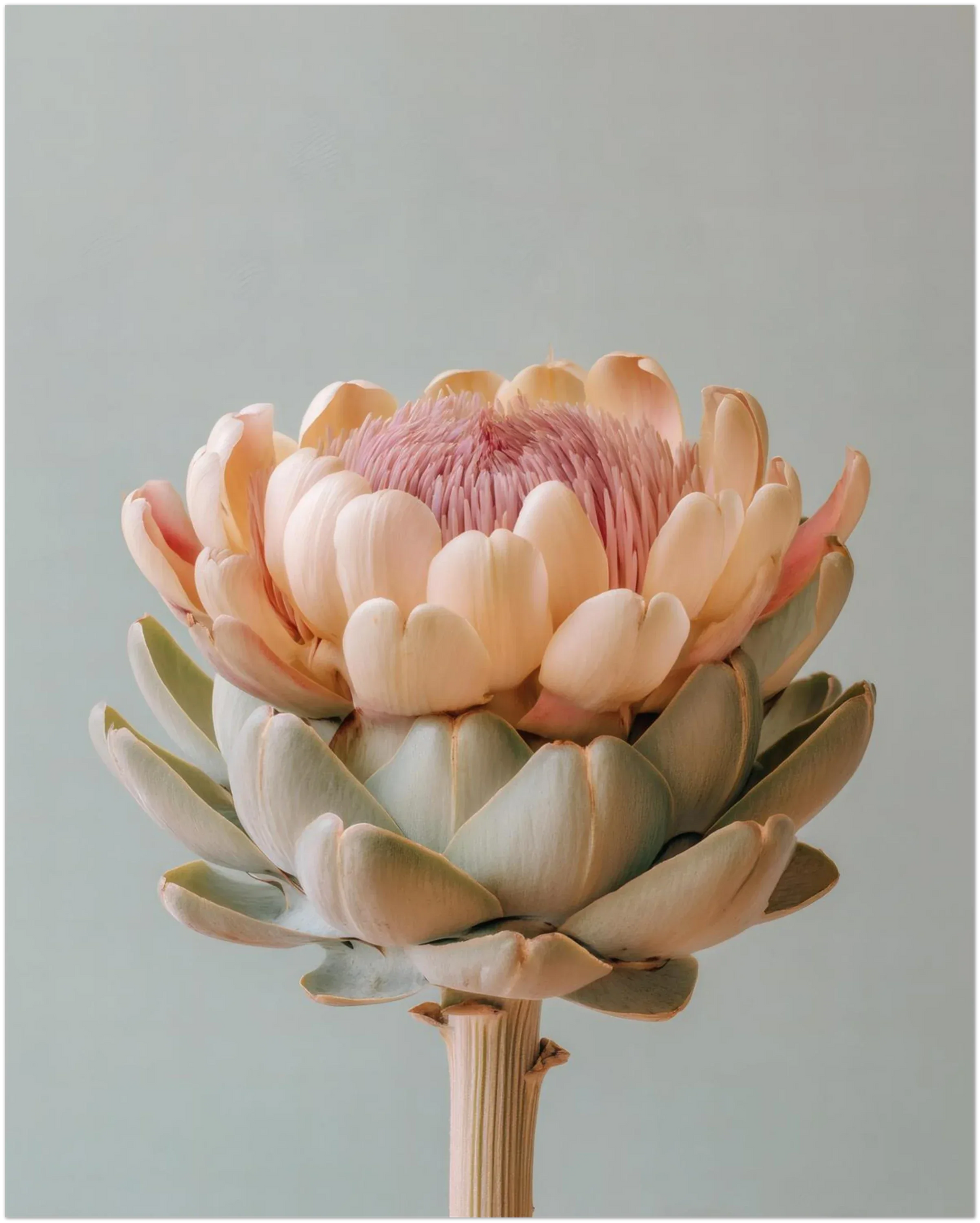 Blush Medina Mediterranean Artichoke Print - CITTRA Collective