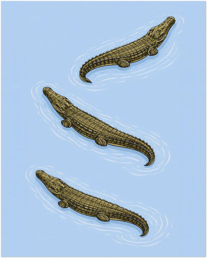 16x20 inch unframed Triple Estuarine Crocodiles art print presenting three saltwater crocodiles in a clean specimen-style layout. The detailed linework and calm blue background create a balanced wildlife wall art piece. A larger natural history poster suitable for home offices, studies and modern animal art displays.