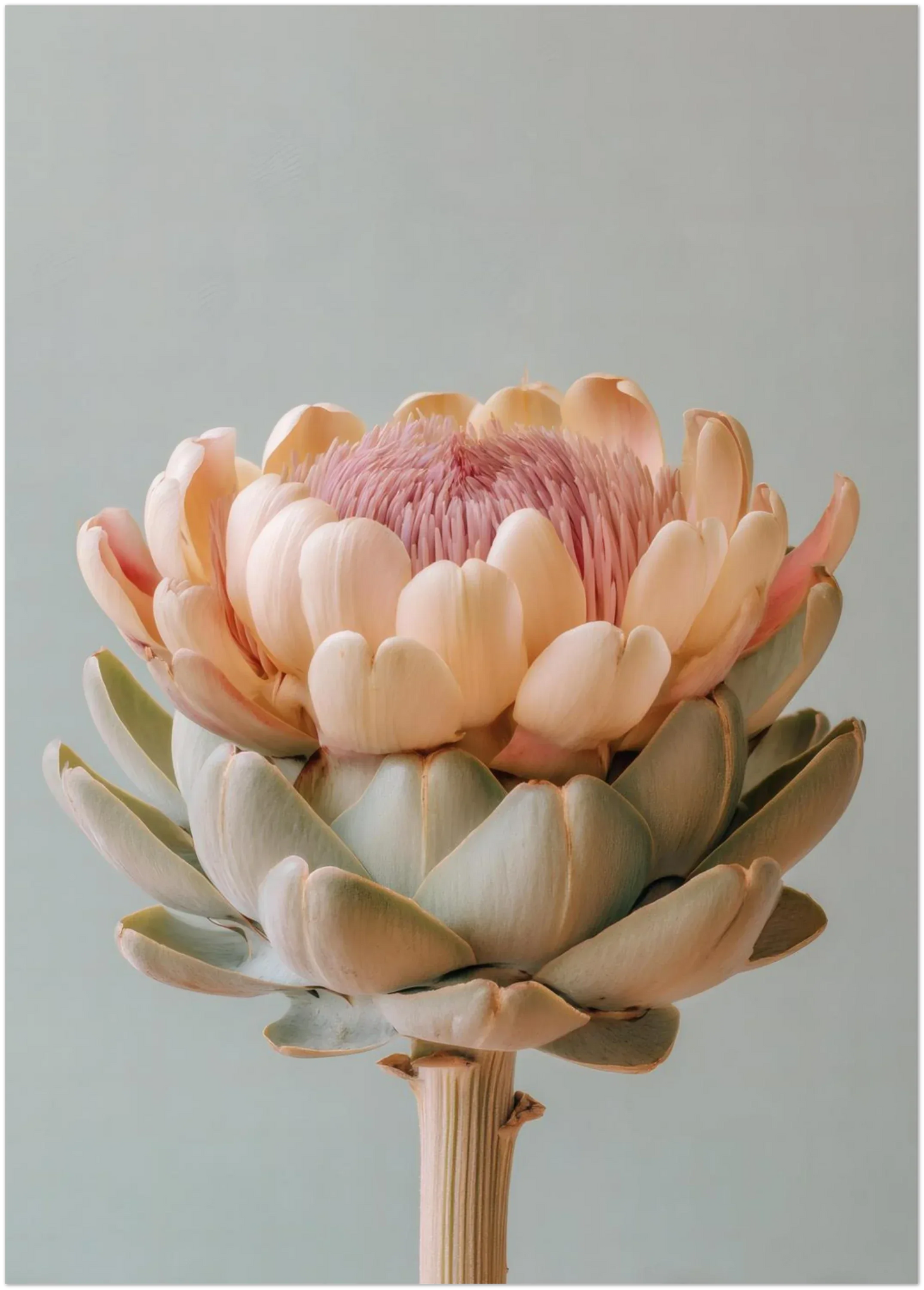 Blush Medina Mediterranean Artichoke Print - CITTRA Collective