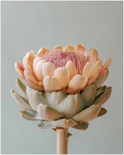 Blush Medina Mediterranean Artichoke Print - CITTRA Collective