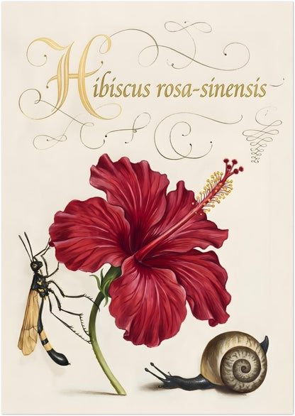 A2 size unframed hibiscus botanical illustration preview showing a red hibiscus flower in a traditional botanical study style. The artwork includes labelled Hibiscus rosa-sinensis text, natural shading and fine detail, with a small wasp and snail beside the plant. Botanical hibiscus print with a clean cream background, suited for medium to large floral wall art displays.