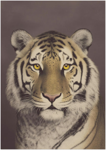 A2 unframed Malayan tiger wall art print featuring a detailed close-up portrait with golden eyes, defined black stripes and soft textured fur. The warm brown background and vintage photographic look create a timeless big cat poster ideal for living room, office or study decor.