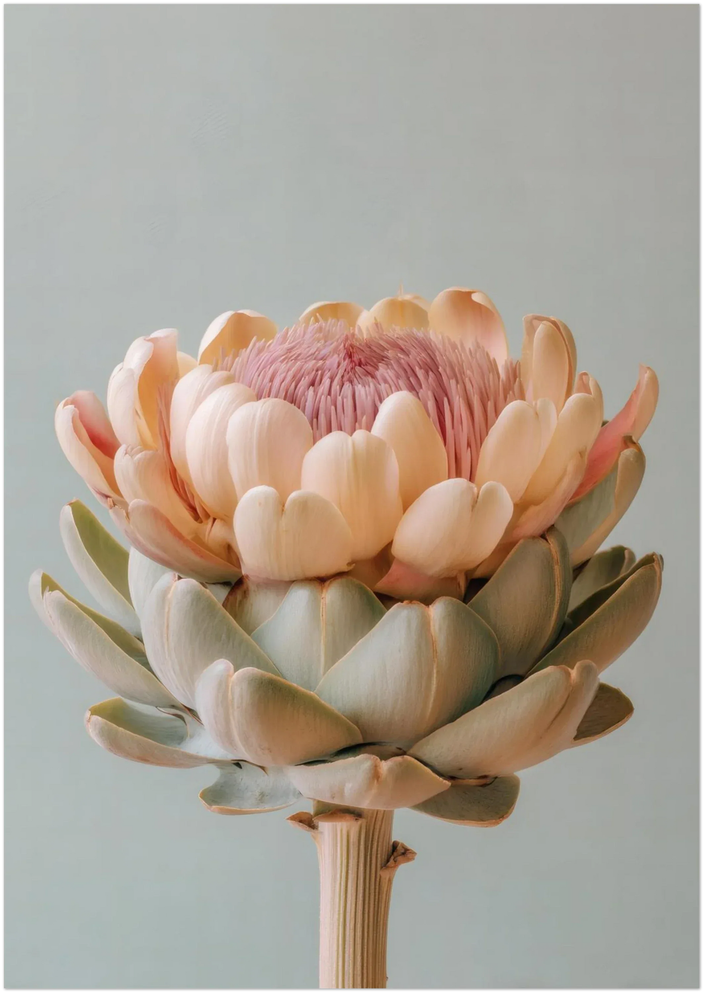A pastel artichoke wall art print shown in the A2 size on a clean background highlighting crop and proportions. Gentle botanical palette and modern, minimal presentation.