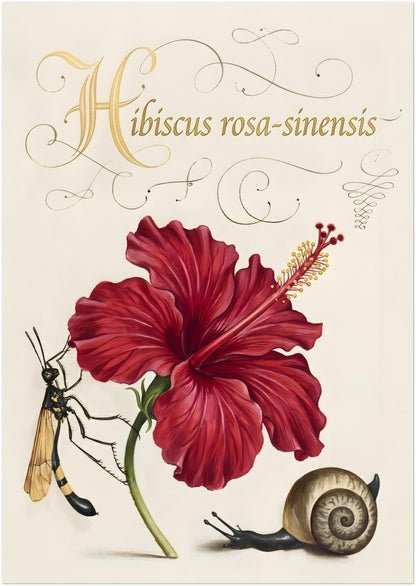 A3 size unframed hibiscus botanical illustration displayed as a print preview. The red hibiscus flower is shown with detailed structure and labelled Hibiscus rosa-sinensis script above. A wasp and snail provide natural history elements within the composition. Vintage botanical flower art with a balanced layout and cream background, ideal for smaller wall spaces or gallery walls.
