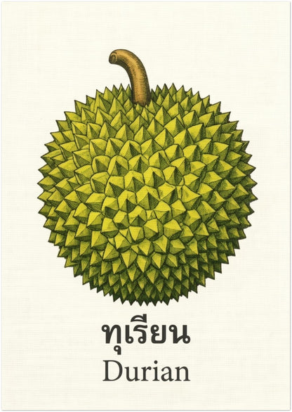 A3 unframed Thai durian poster with a vintage botanical illustration of a green spiky durian and curved stem above Thai text and the English word “Durian.” The cream background keeps the design minimal and easy to style. A neat choice for kitchen decor, dining room fruit art, pantry wall styling, cafe displays and tropical cultural print collections.