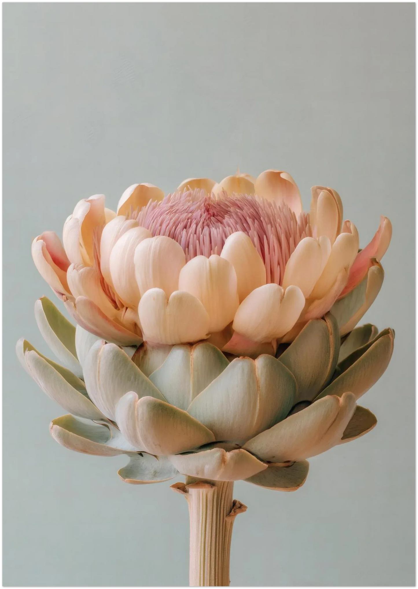 A pastel artichoke wall art print shown in the A3 size on a plain background demonstrating how the artwork crops and scales. Smooth botanical tones and a clean modern look.