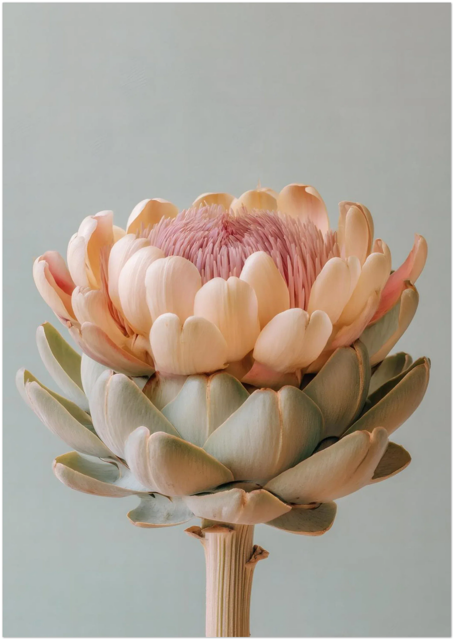 Blush Medina Mediterranean Artichoke Print - CITTRA Collective