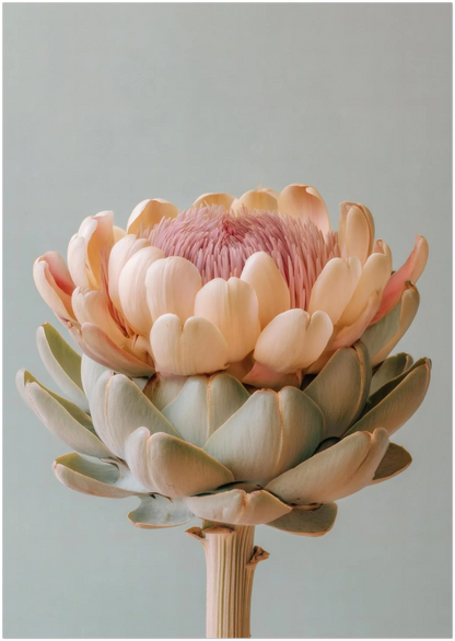 Blush Medina Mediterranean Artichoke Print - CITTRA Collective