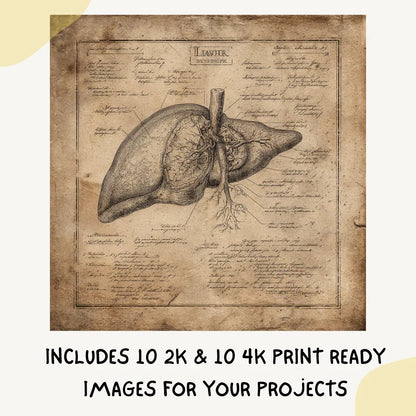 Historic-medical-illustration-of-a-human-body-part-Midjourney-generated-art-in-copperplate-engraving-style-on-aged-paper-with-Latin-labels-liver