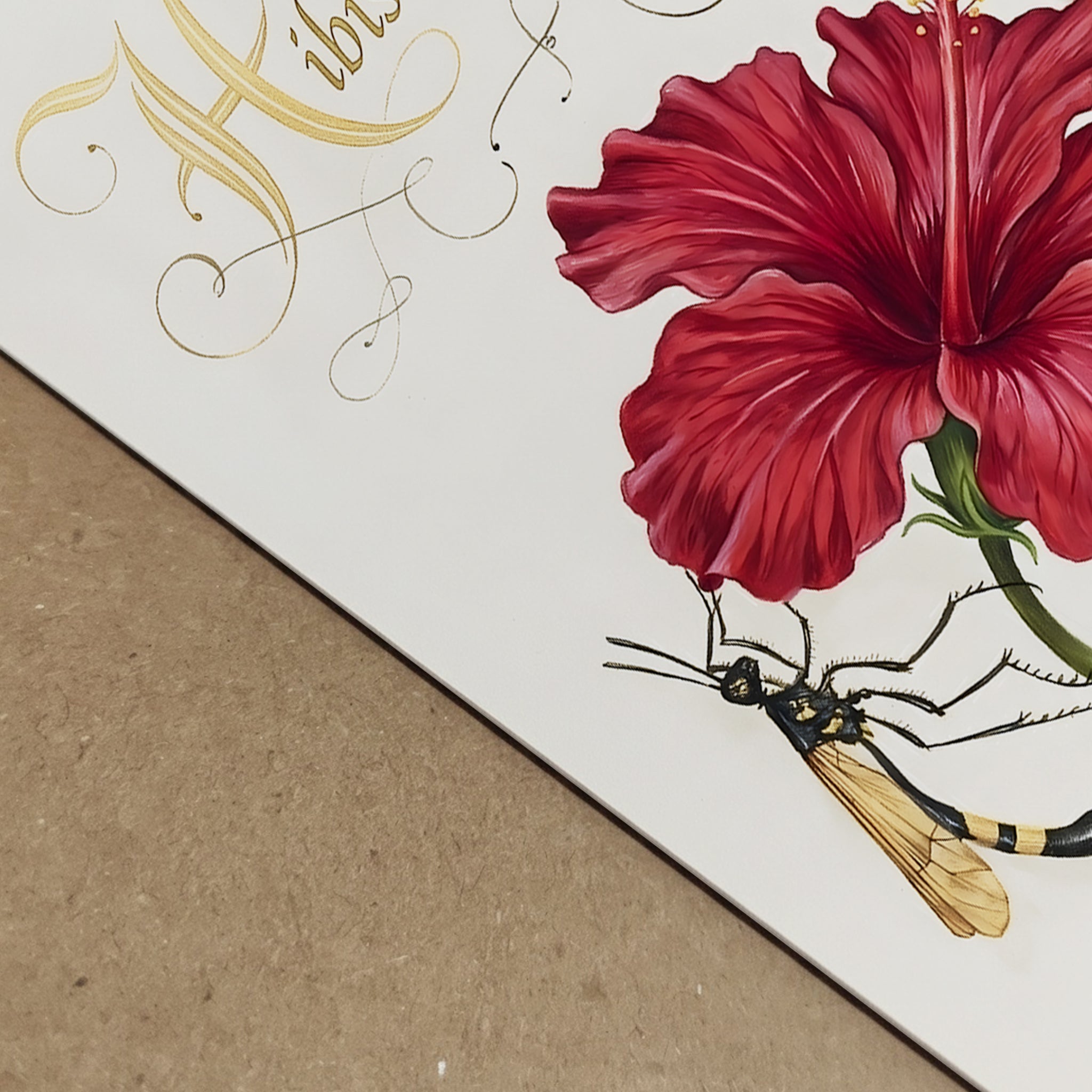 Close up view of a hibiscus botanical illustration showing the red petals, labelled Hibiscus rosa-sinensis lettering and small wasp and snail details. The vintage botanical composition reflects traditional natural history plant studies and scientific illustration. Malaysian national flower artwork printed on a cream background with classic botanical layout.
