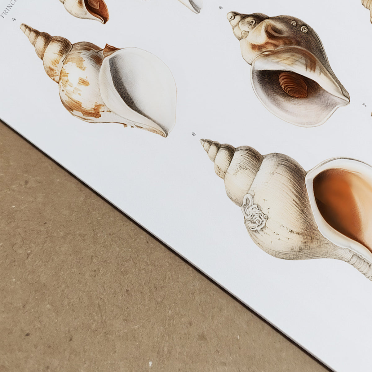 Macro style photograph of a seashell scientific illustration print lying on textured paper surface. The image highlights detailed mollusk shell drawings in neutral beige and warm brown tones with subtle orange interiors. Vintage marine biology shell study poster with fine natural history illustration lines and scientific plate layout.
